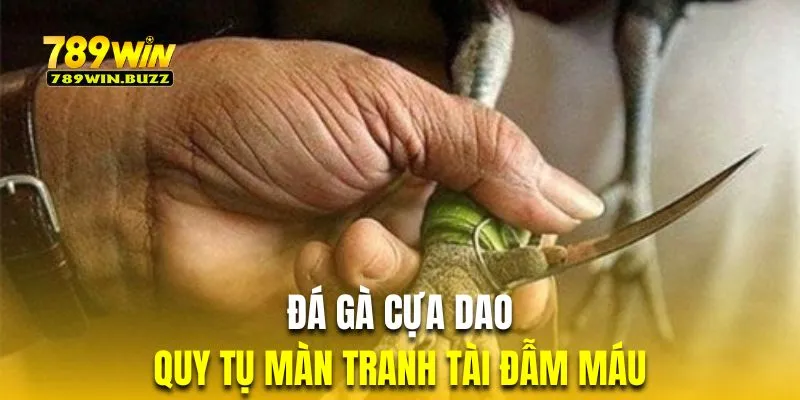 Chọi kê cựa dao quy tụ những yếu tố đẫm máu kịch tính